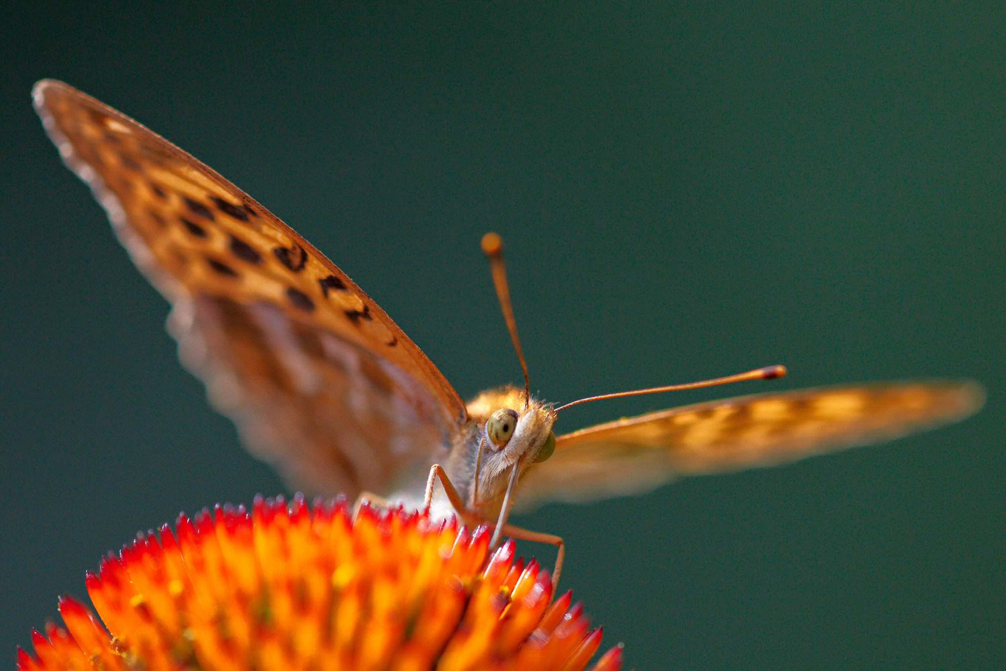 Silver-washed fritillary