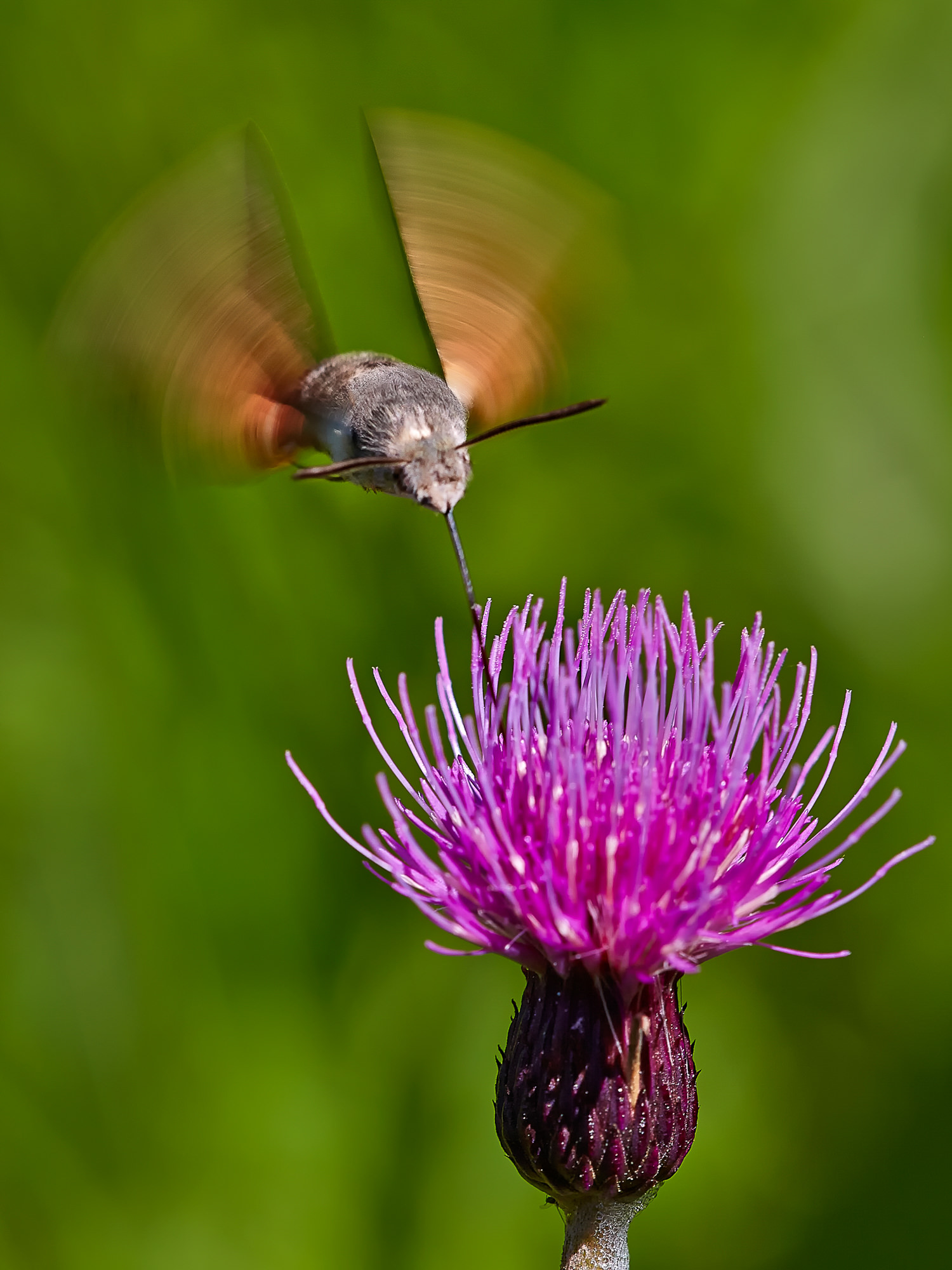 Hummingbird hawkmoth