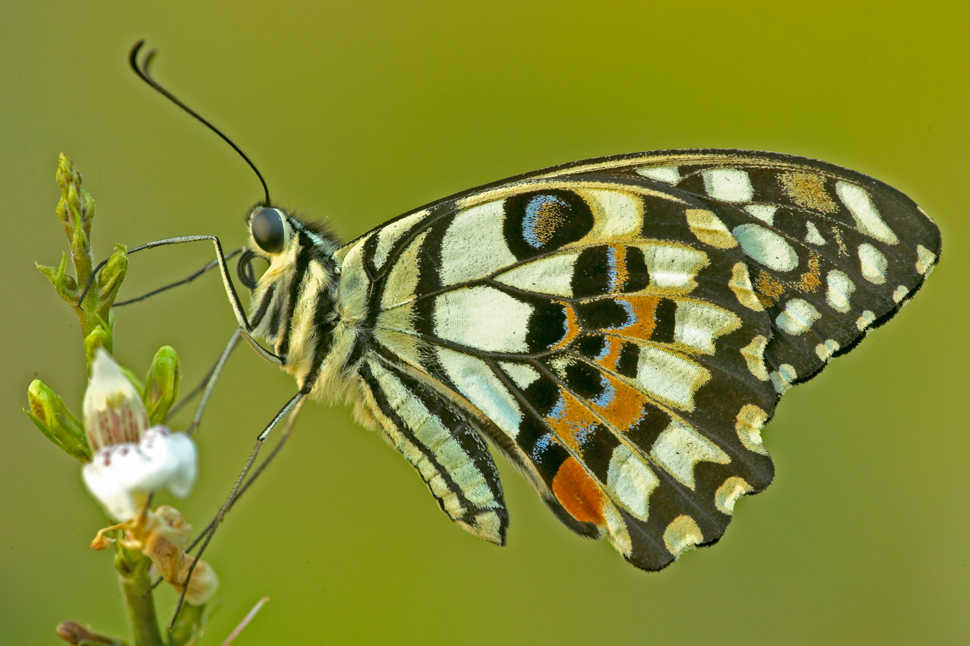 Swallowtail butterfly / Thailand Papilio demo
