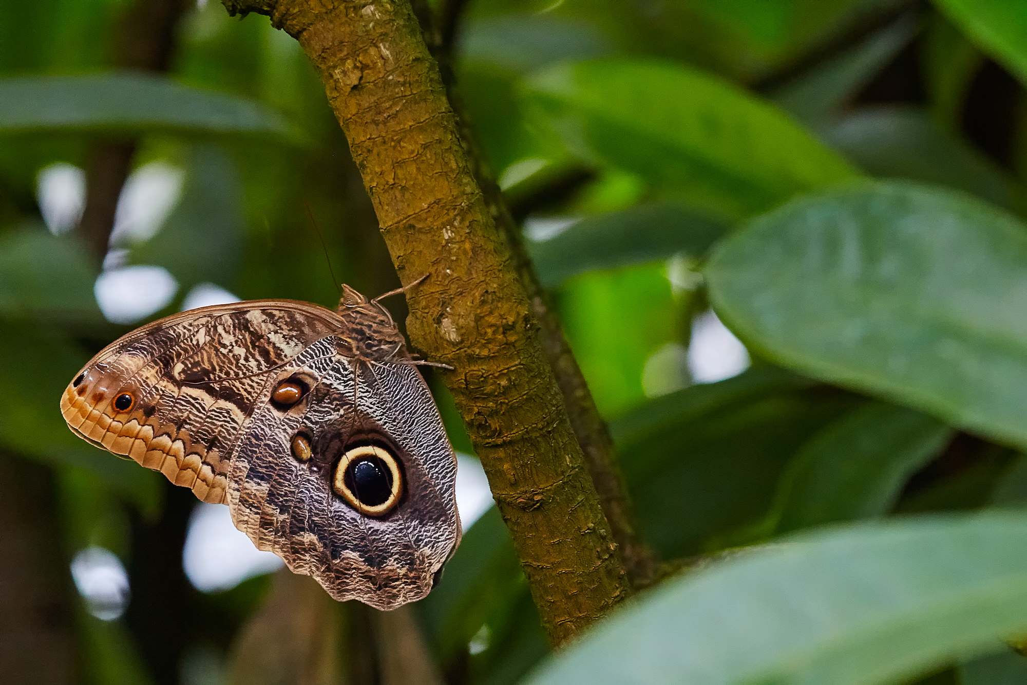 Banana butterfly (Caligo eurilochus)