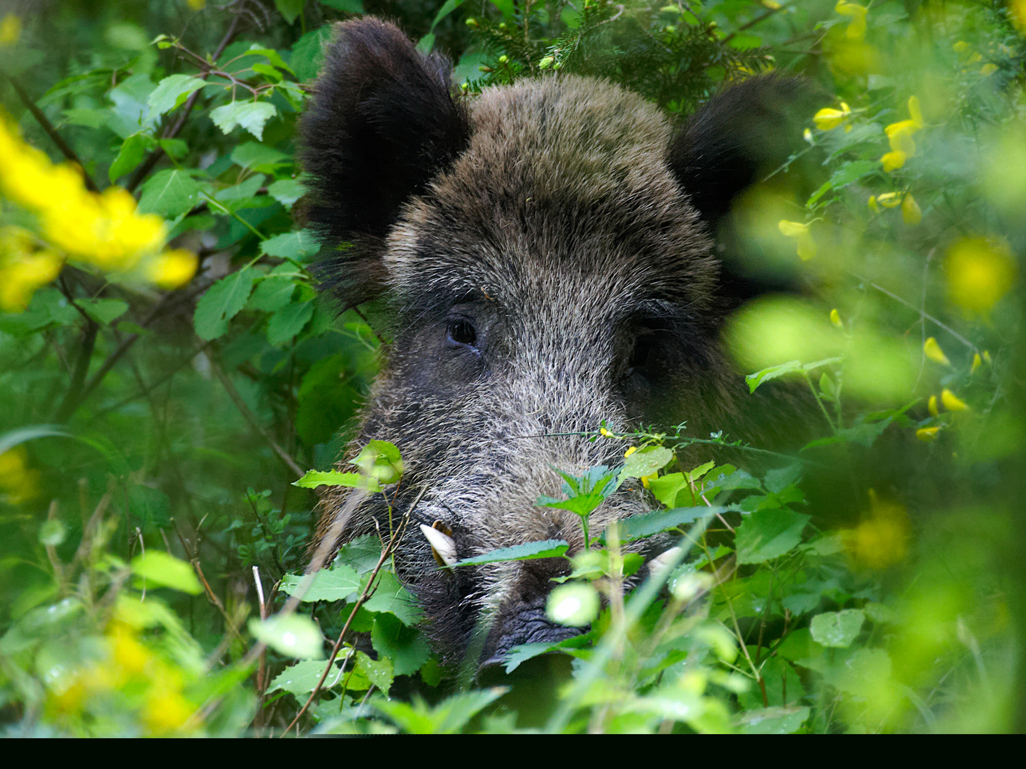 wild boar