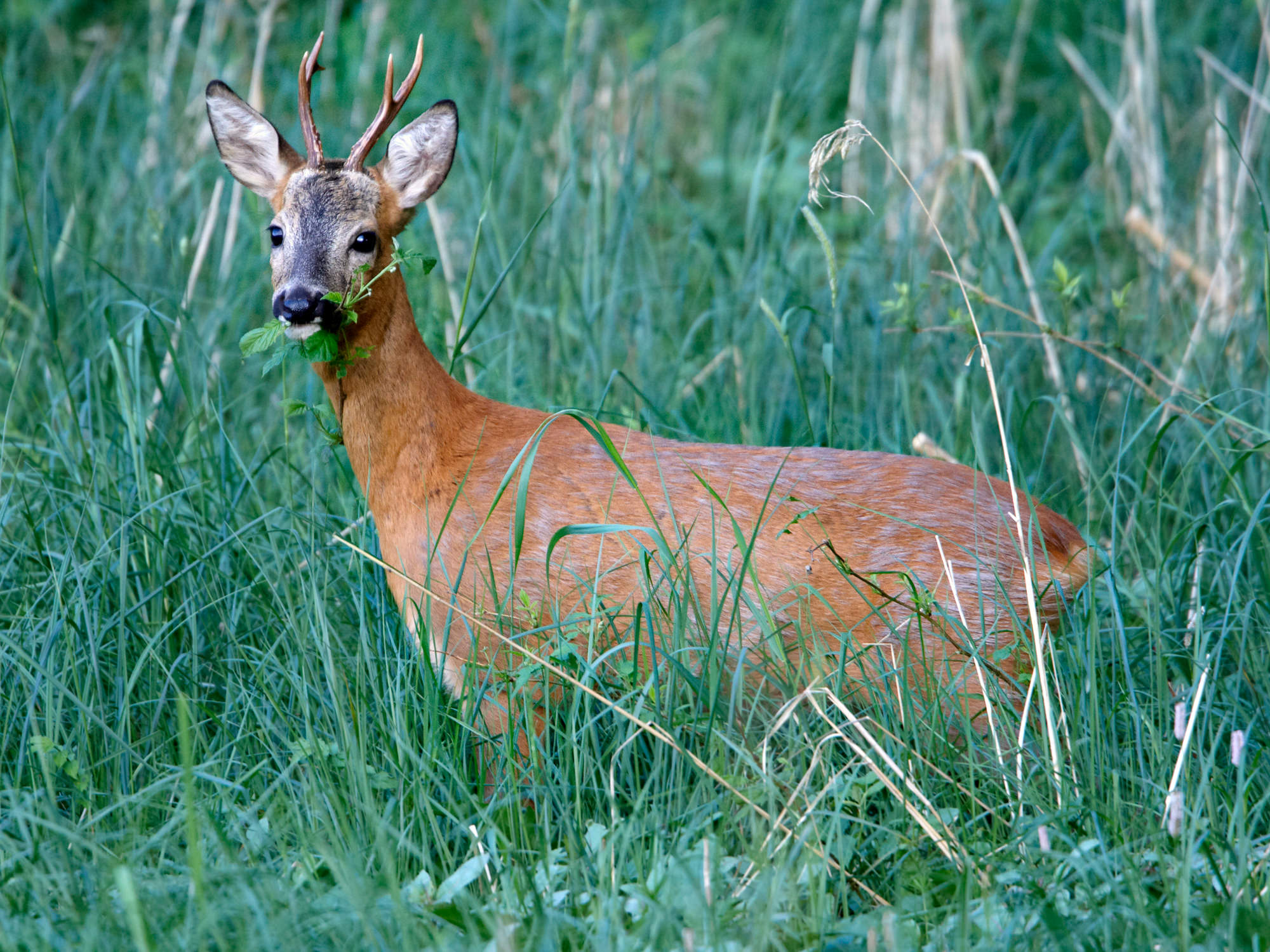 Young roebuck