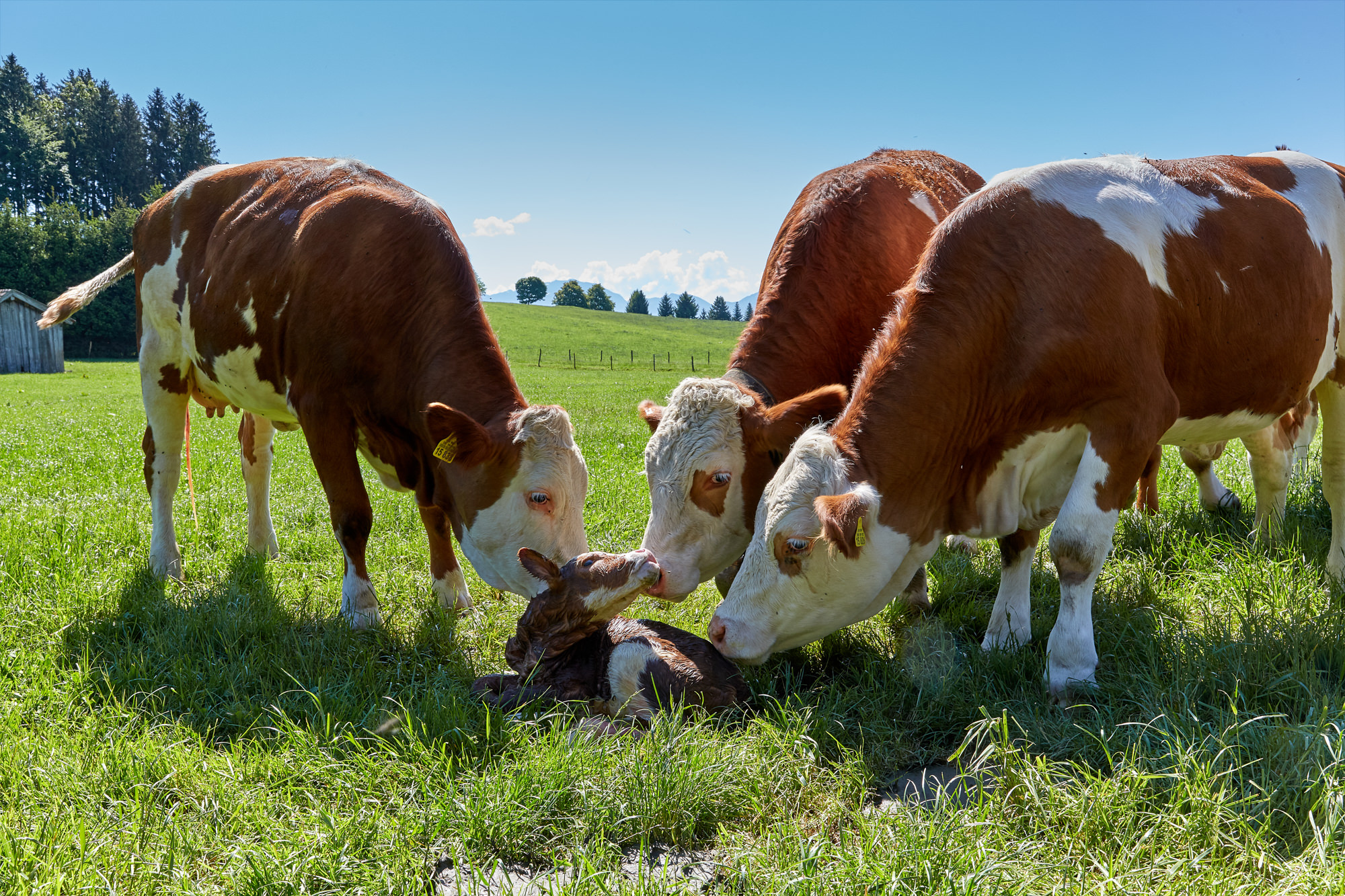 A calf has just been born