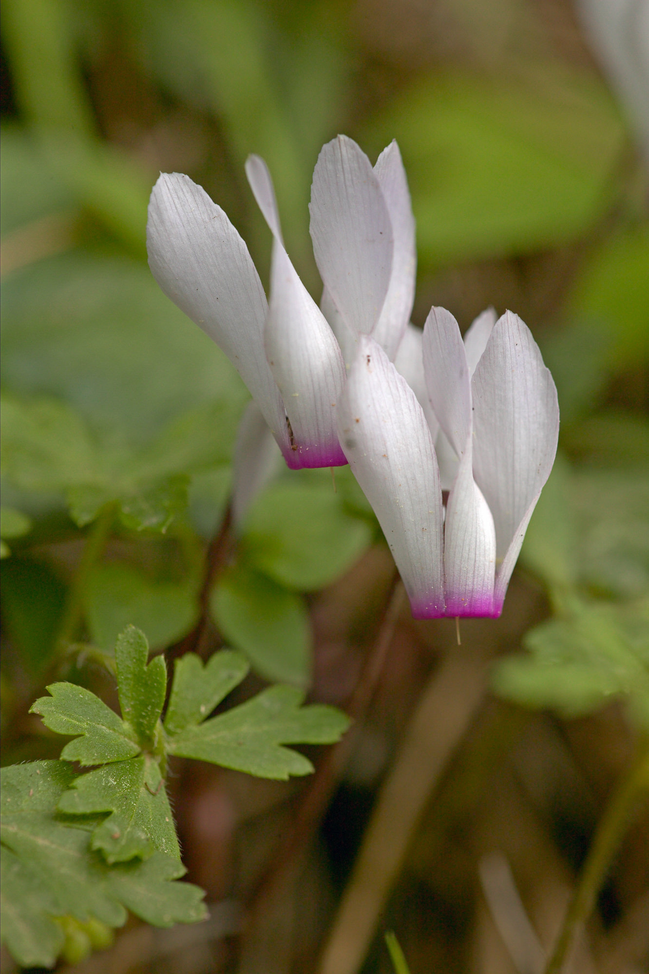 cyclamen