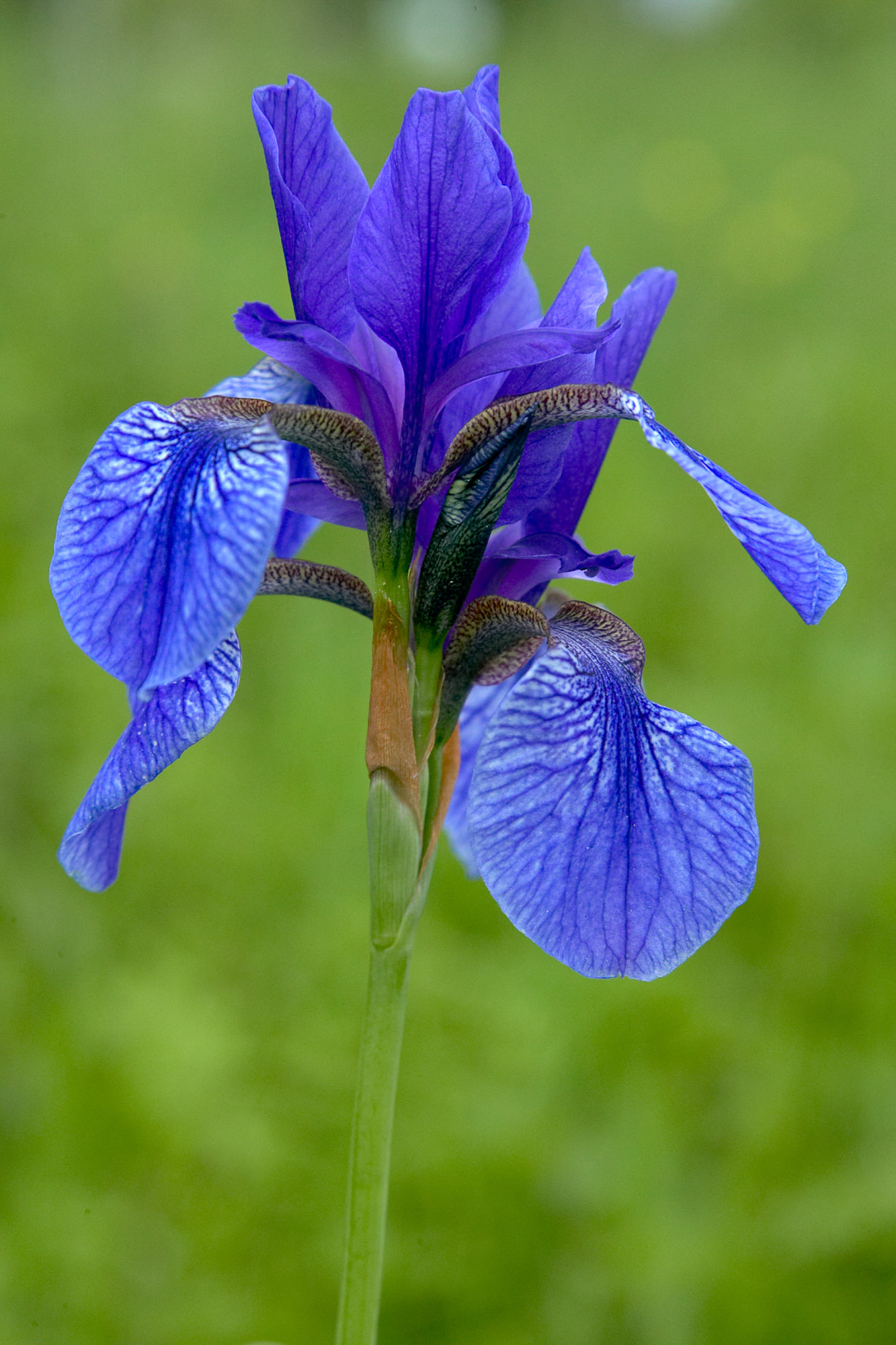 Siberian iris