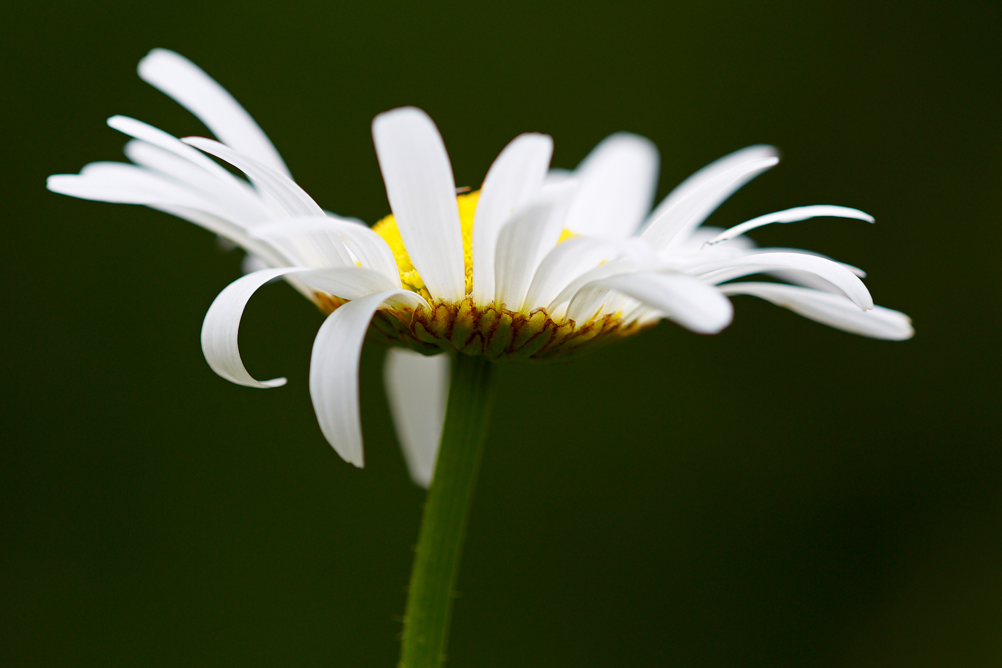 Marguerites