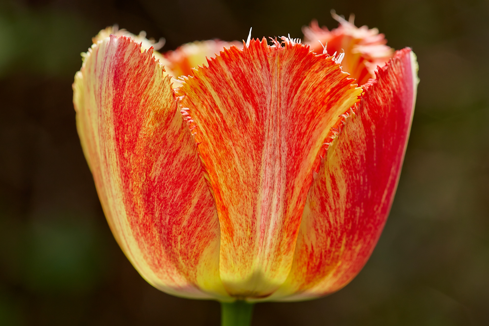 tulip