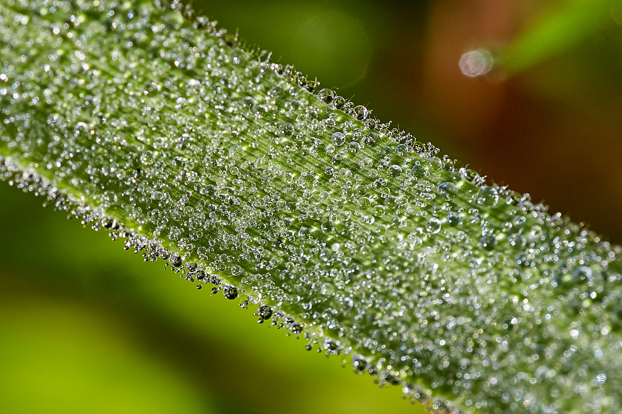Dew drops in the morning