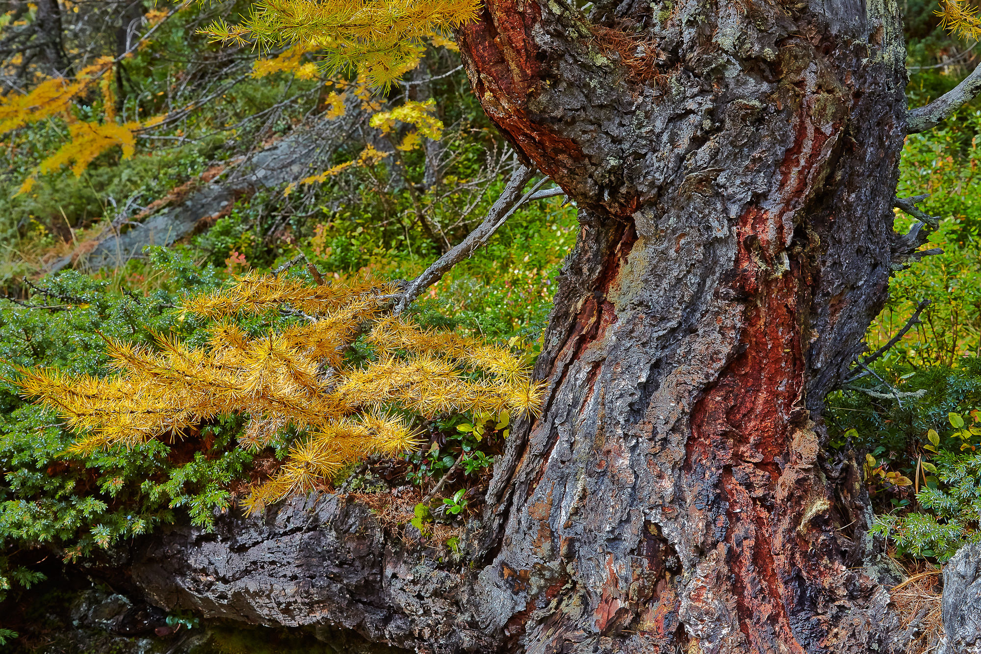 Larch trunk, South Tyrol