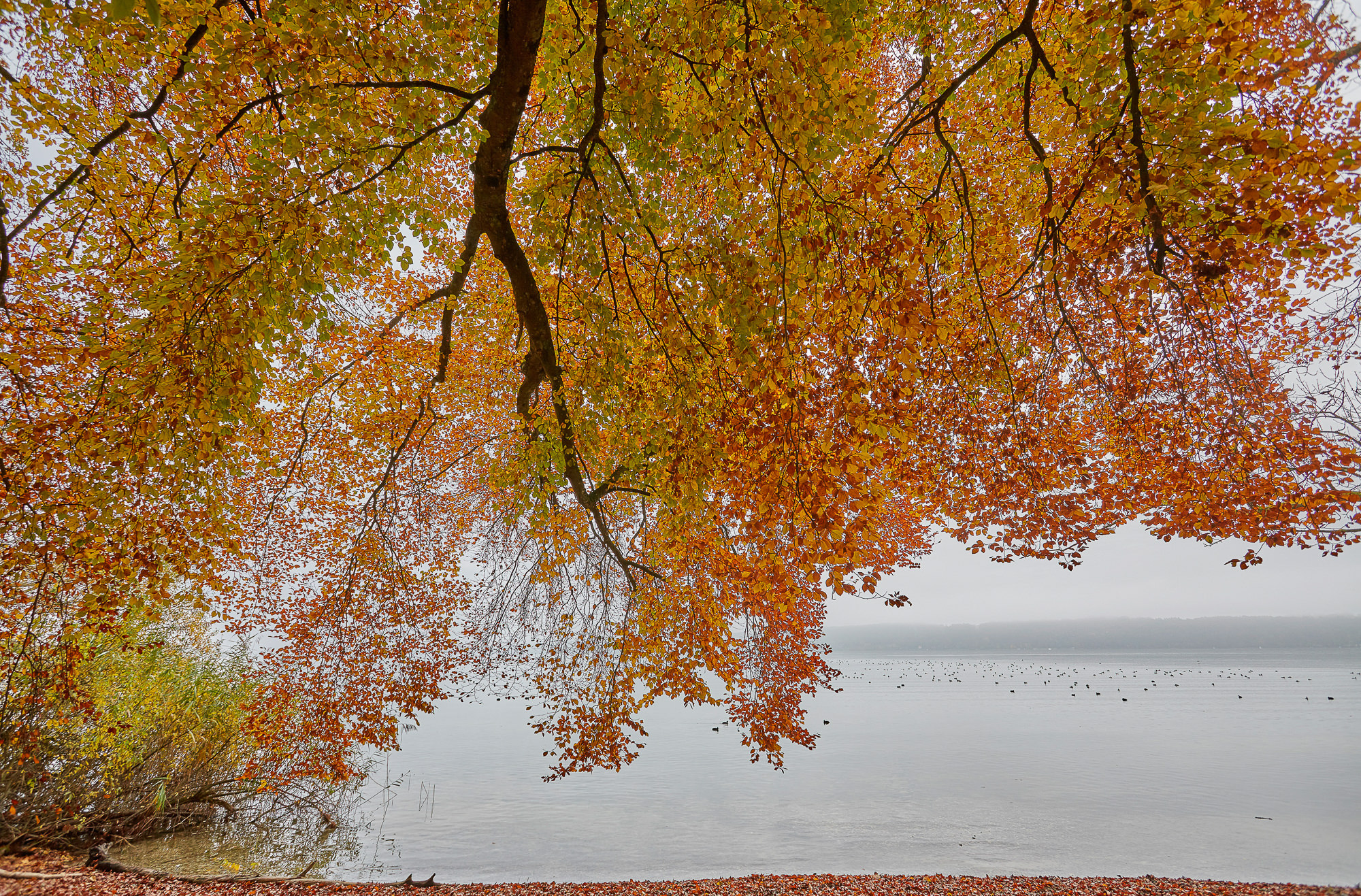 Beech on Lake Starnberger See