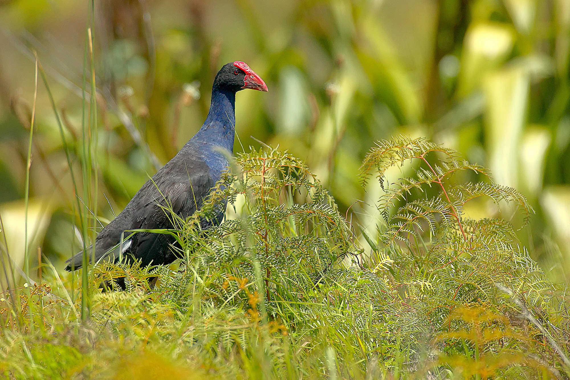 pükeko