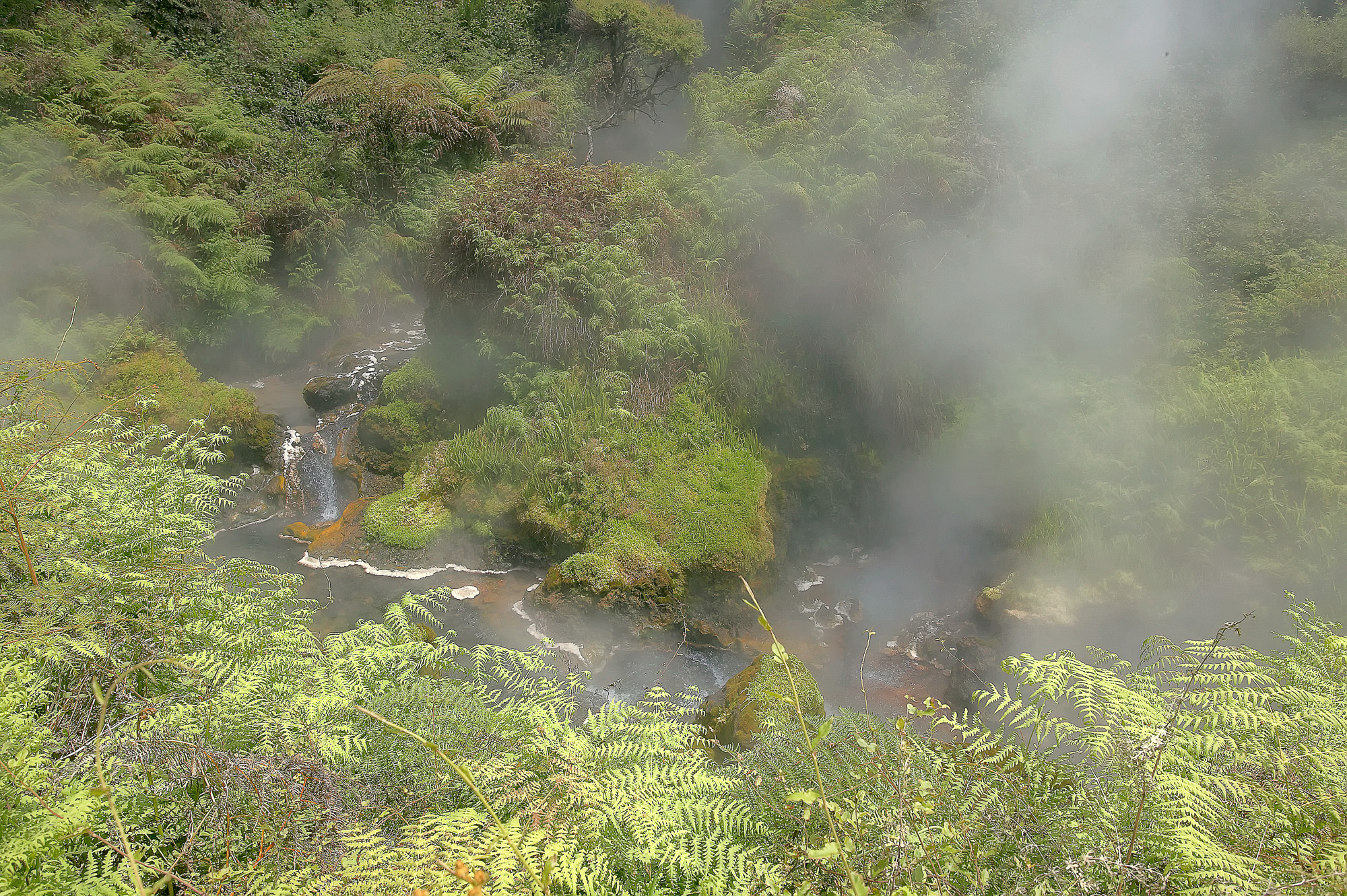 hot brook at Rotorua