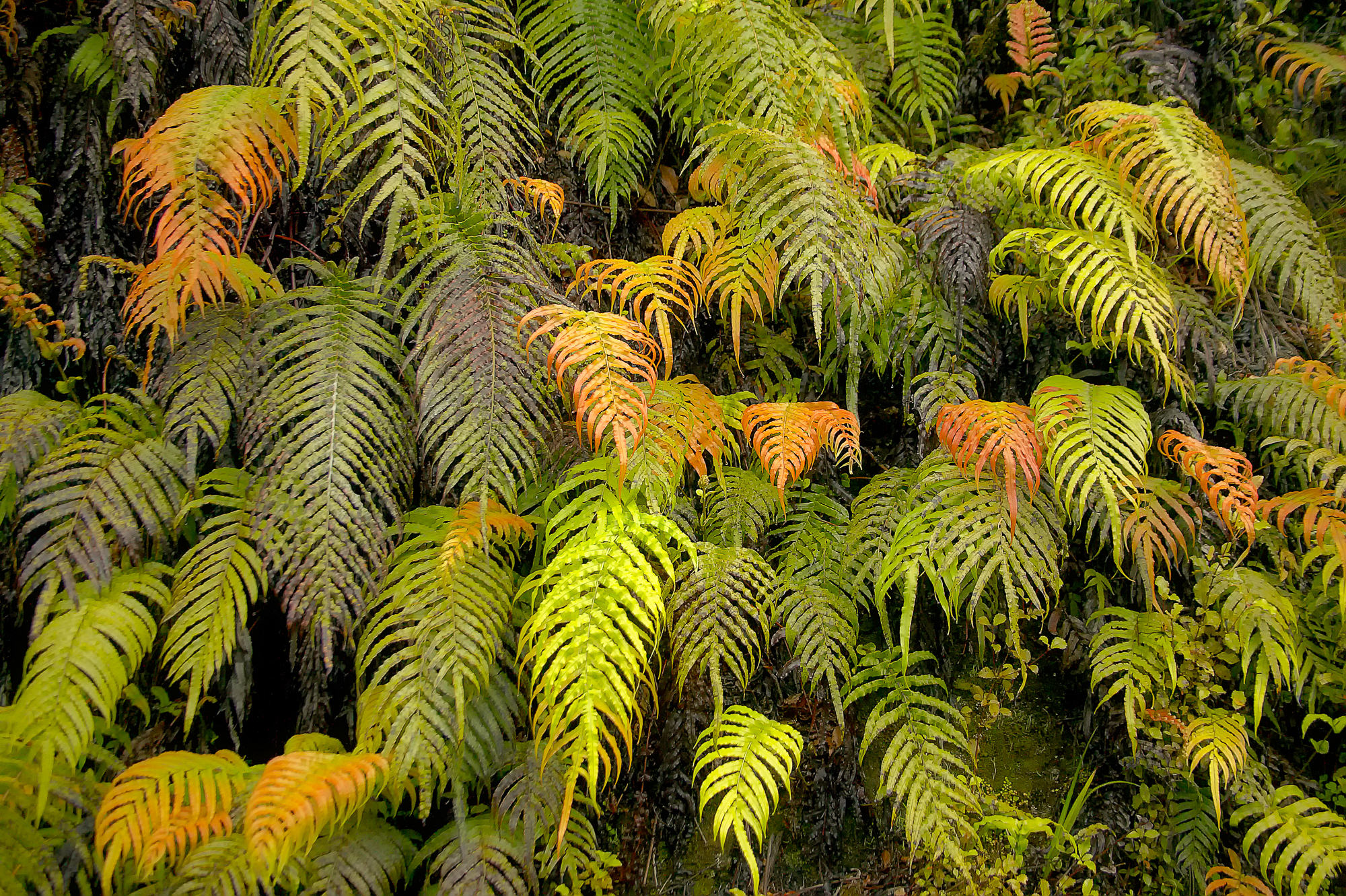 wilting fern