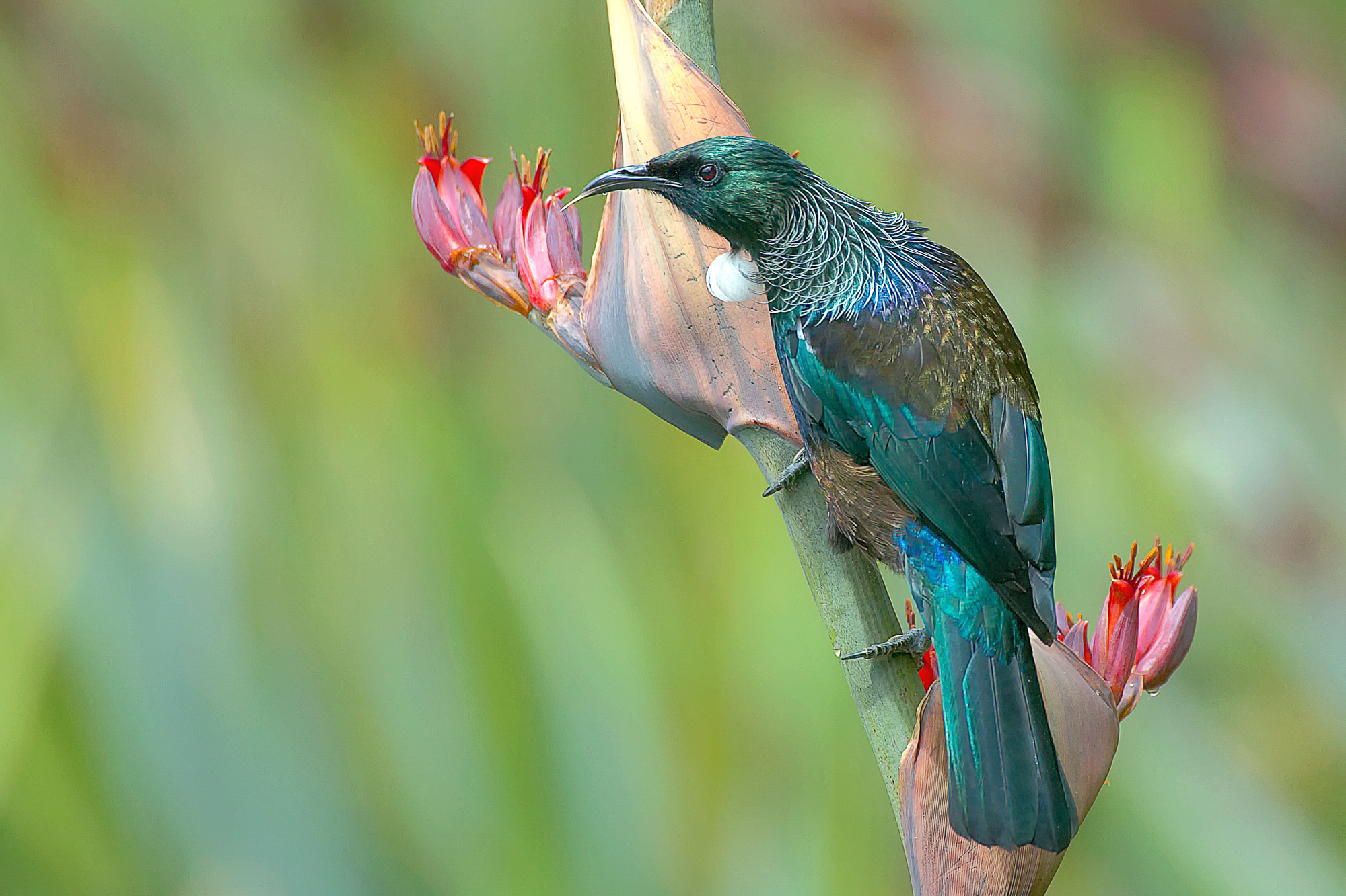 tui