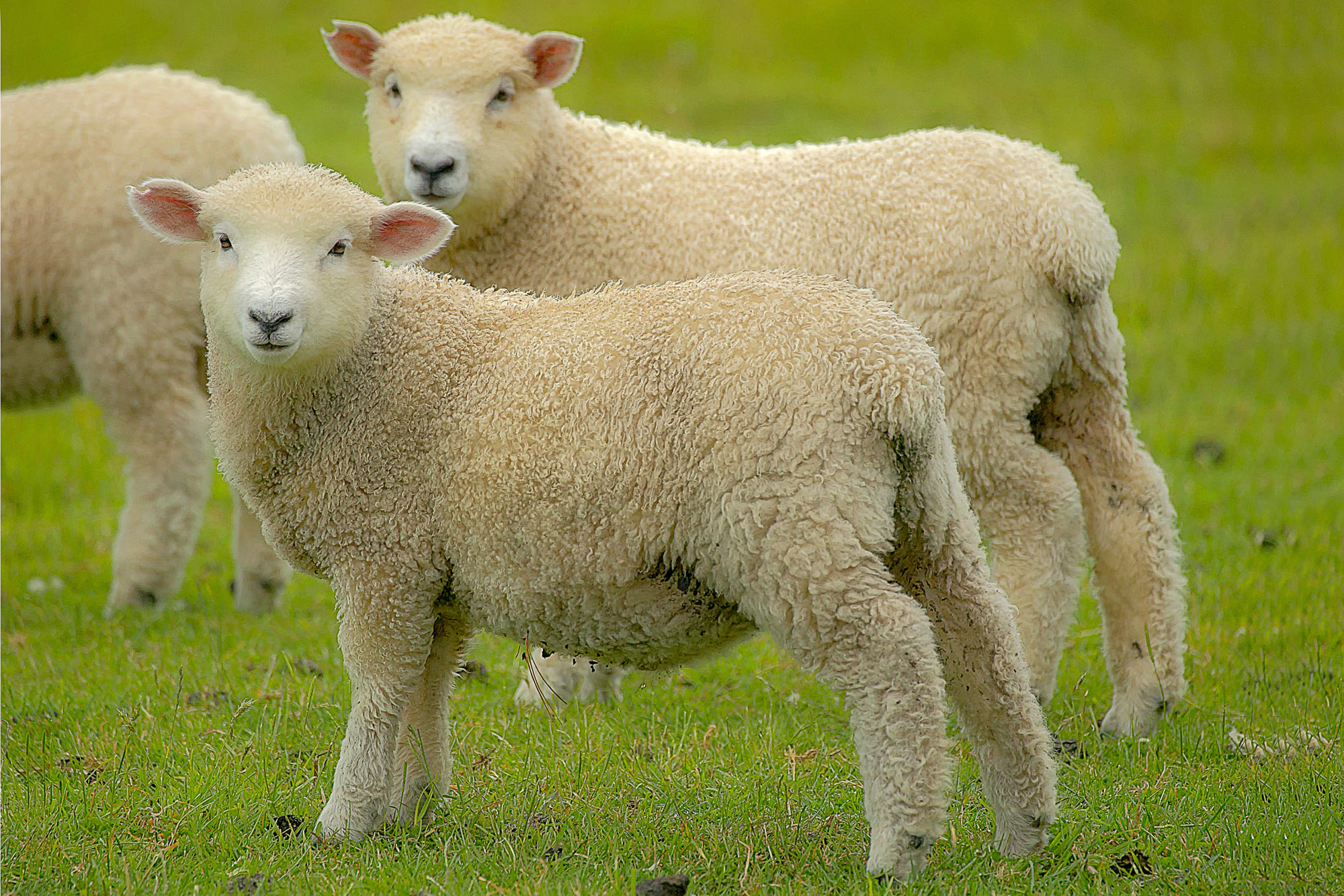 young New Zealanders