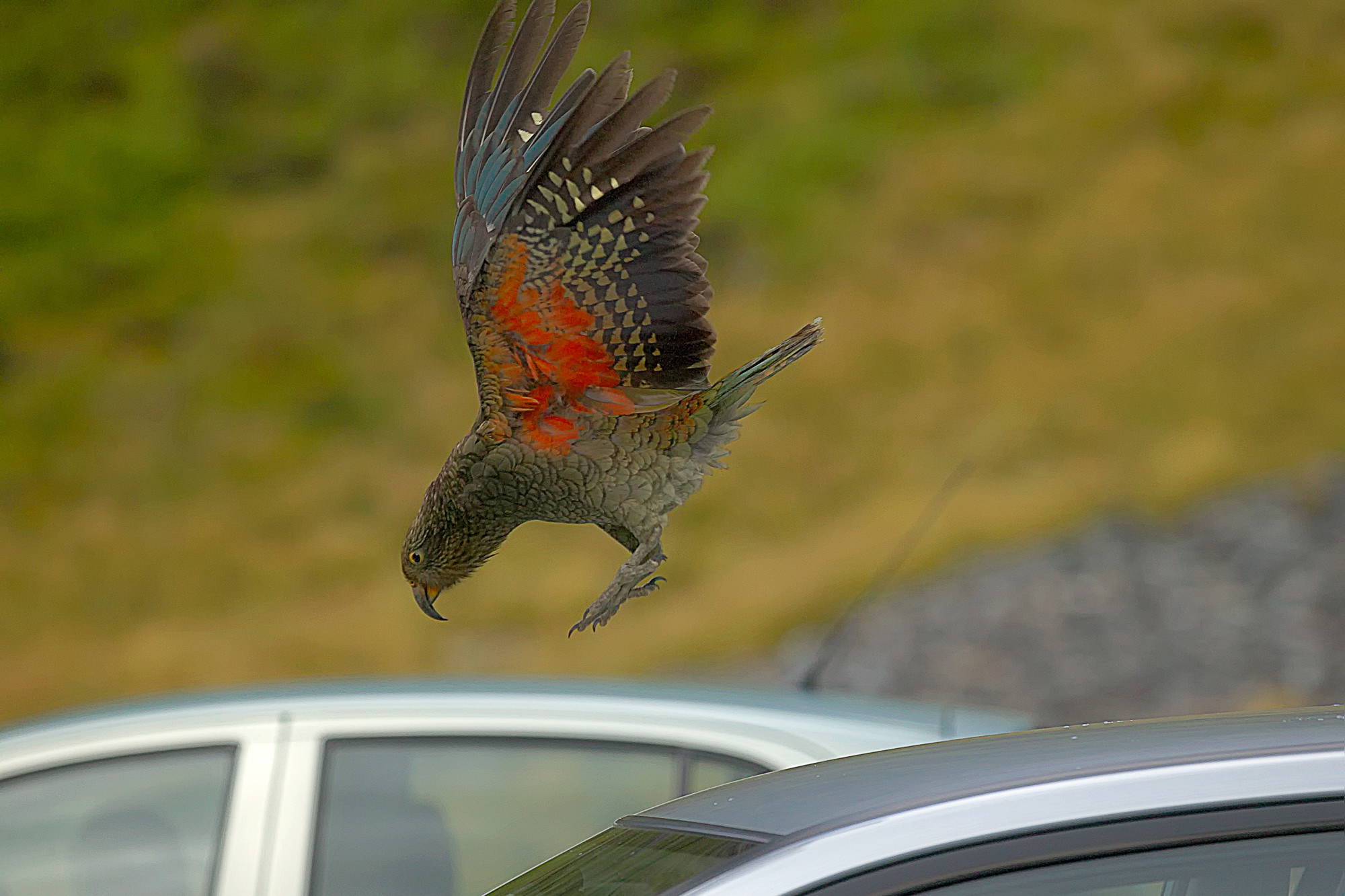 kea