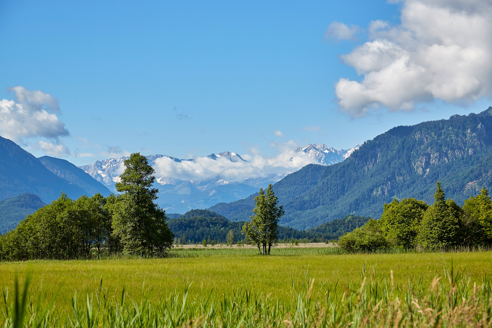 meadow in the pre-Alps in spring