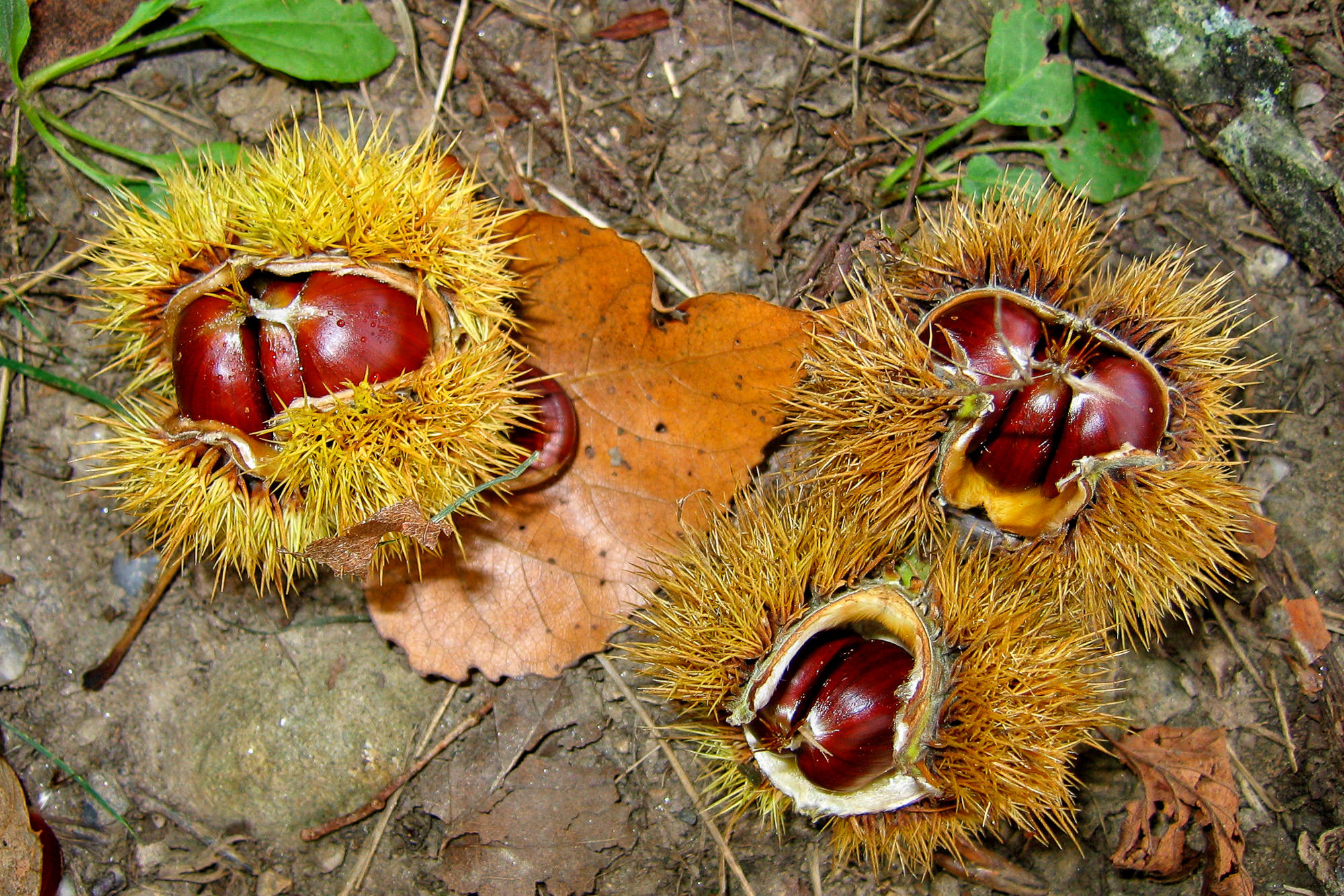 Day 8: From Decazeville to Figeac