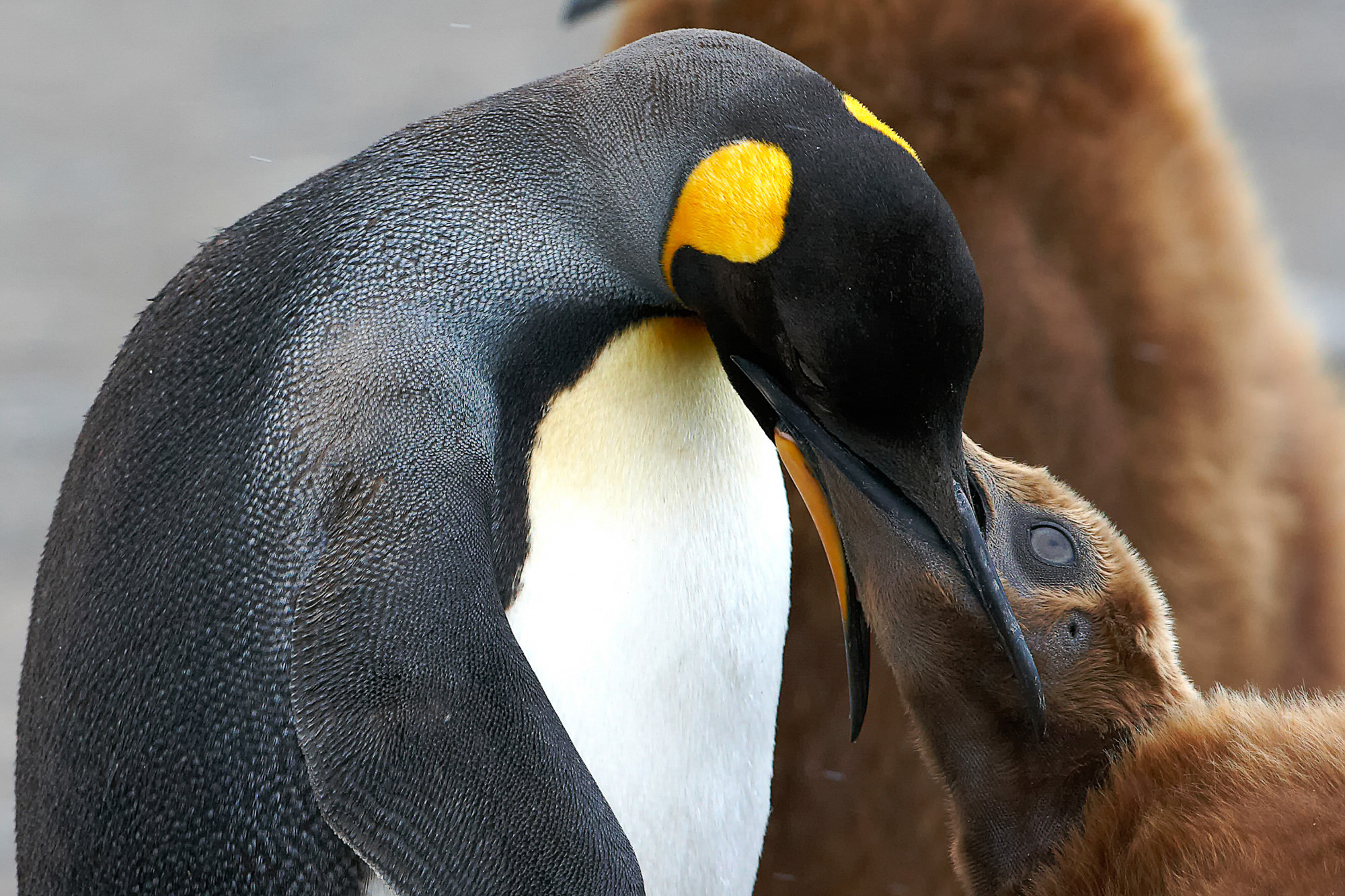 feeding king penguin