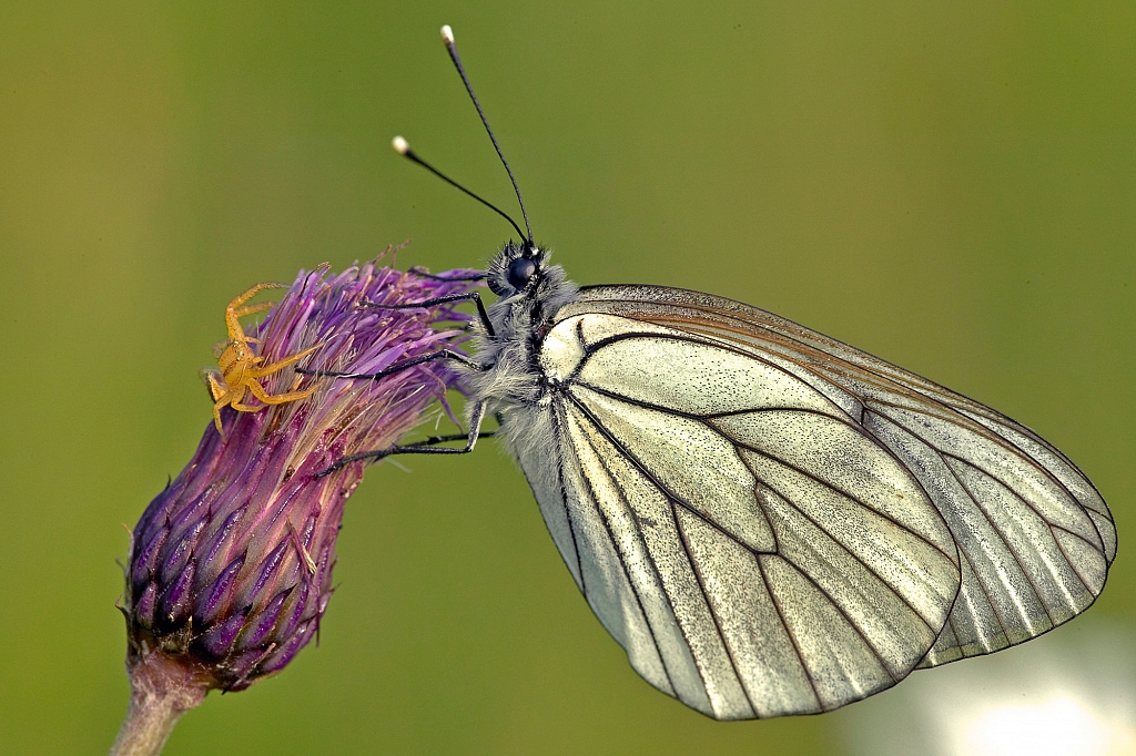 Butterflies Europe