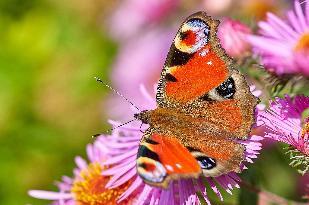 Butterflies Europe